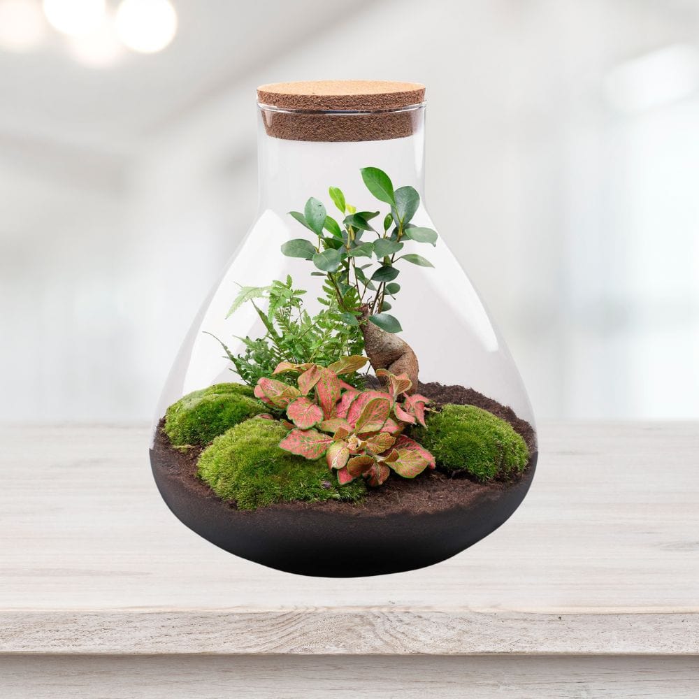 Standard Kit Terrarium Fermé | Bonsaï, Fittonia & Fougère