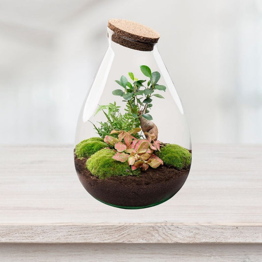 Kit Terrarium Fermé | Bonsaï, Fittonia Rouge & Fougère ↑37Cm