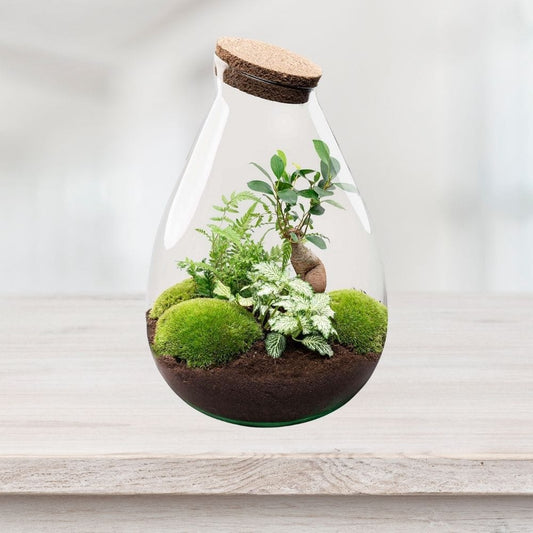 Kit Terrarium Fermé | Bonsaï, Fougère & Fittonia ↑37 Cm