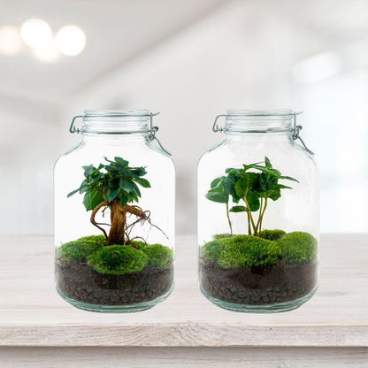 Kit Terrarium Jarre | Coffea ou Bonsaï Ficus
