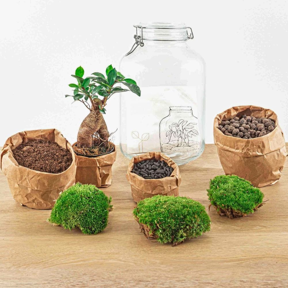 Kit Terrarium Jarre | Coffea ou Bonsaï Ficus