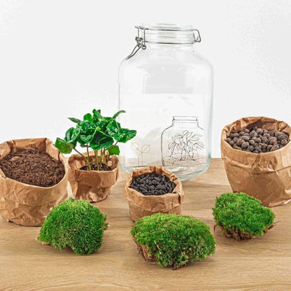 Kit Terrarium Jarre | Coffea ou Bonsaï Ficus