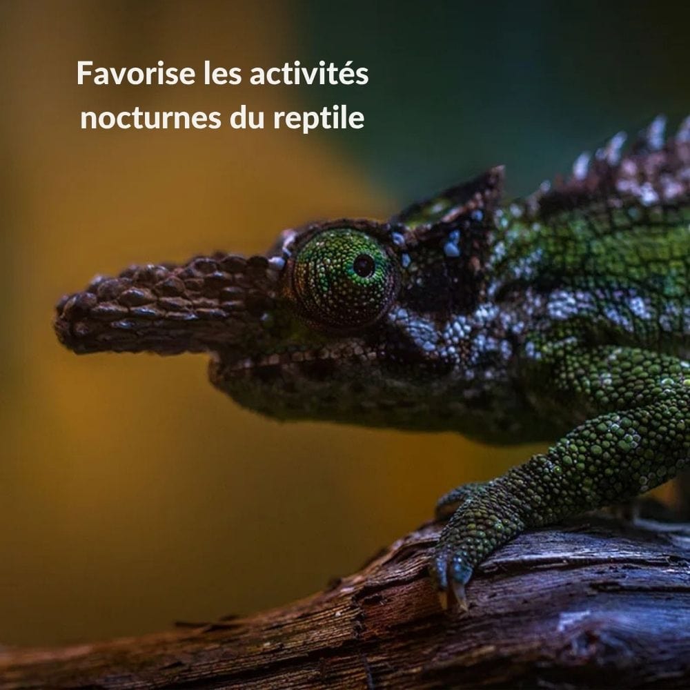 Lampe Chauffante | UVB/UVA Reptile 35W