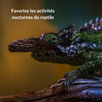 Lampe Chauffante | UVB/UVA Reptile 35W