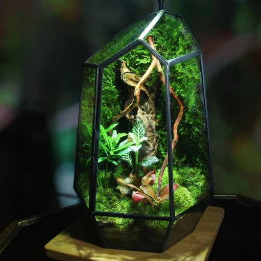 A Micro Landscape Planter Moss Rainforest Tank Geometric Glass Flower Room Irregular Ecological Vase Succulent Water Plant Vase