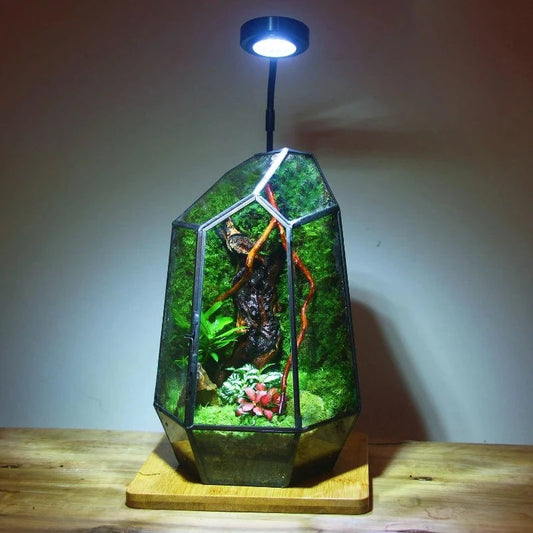 A Micro Landscape Planter Moss Rainforest Tank Geometric Glass Flower Room Irregular Ecological Vase Succulent Water Plant Vase