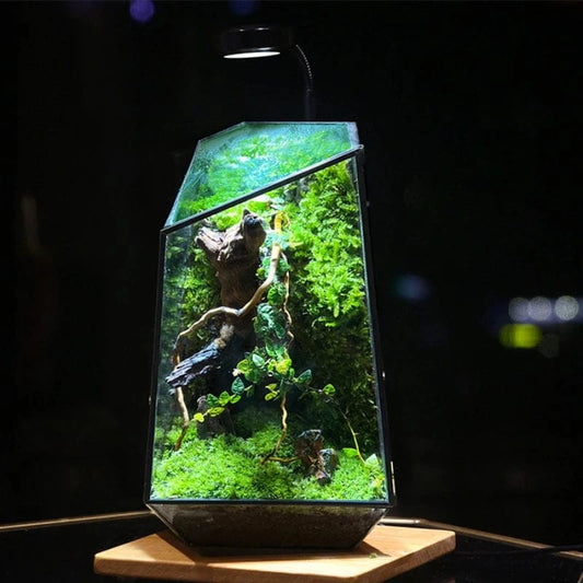 C Micro Landscape Planter Moss Rainforest Tank Geometric Glass Flower Room Irregular Ecological Vase Succulent Water Plant Vase