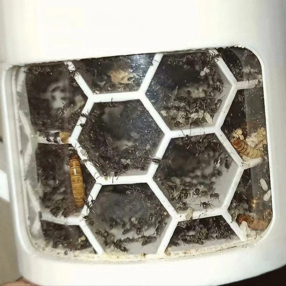 Nid de fourmis 360° nid d’abeille | Pour élevage