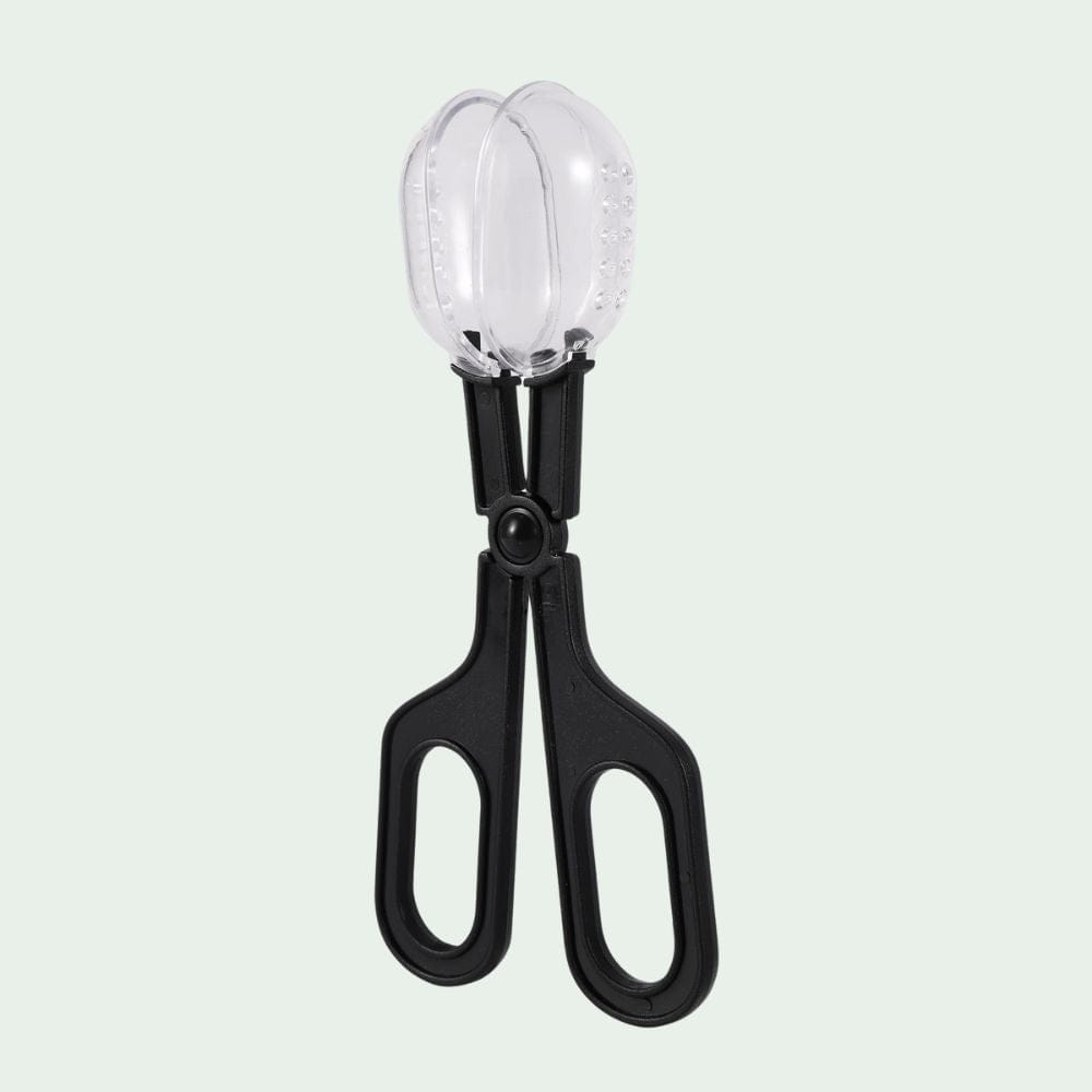 Pince Attrape-Insectes | Capture, Alimentation, Observation