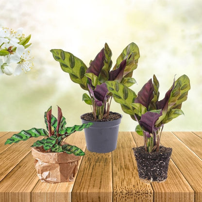 Plante Terrarium | Calathea Lancifolia