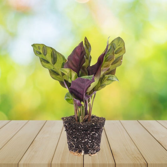 Plante Terrarium | Calathea Lancifolia
