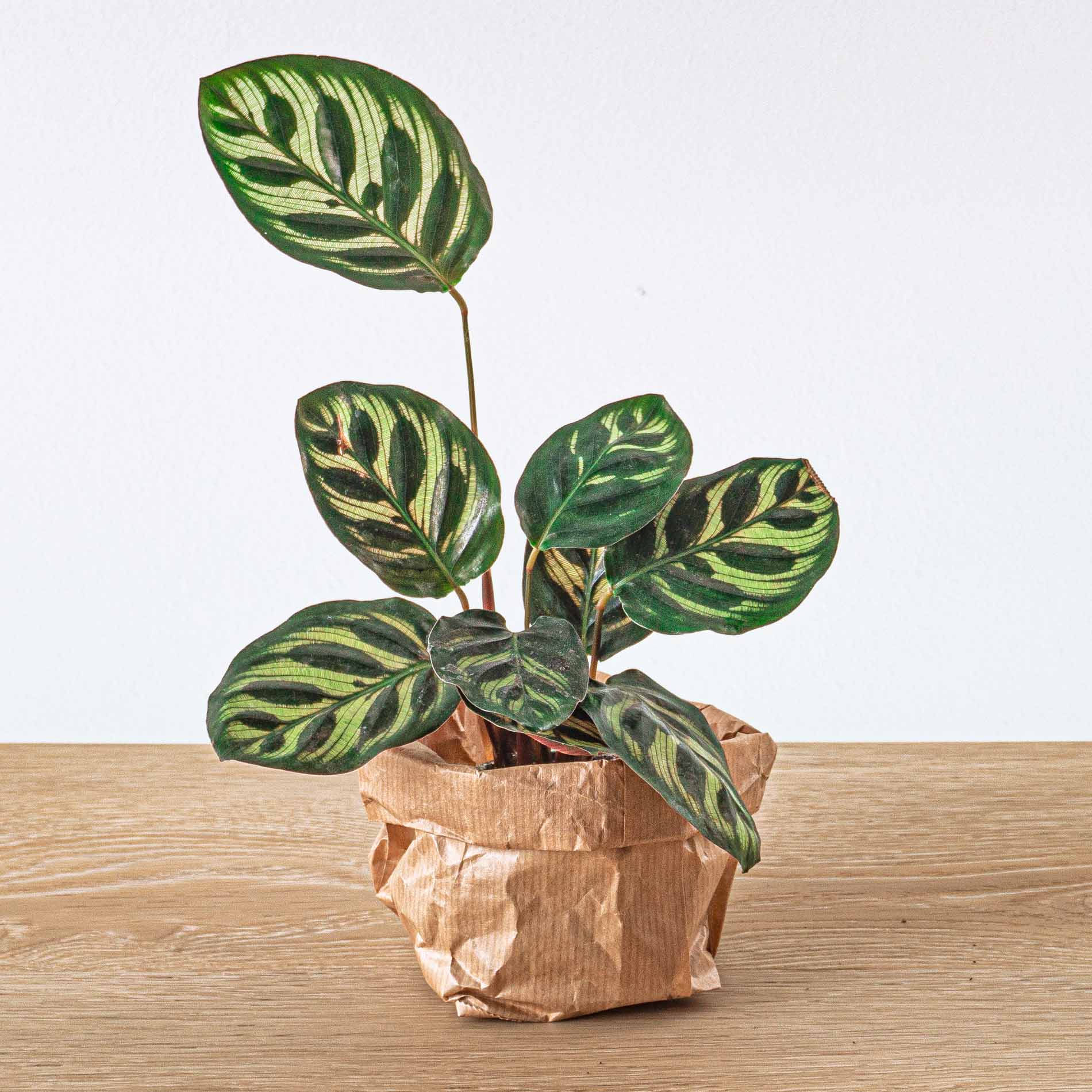 Plante Terrarium | Calathea Makoyana