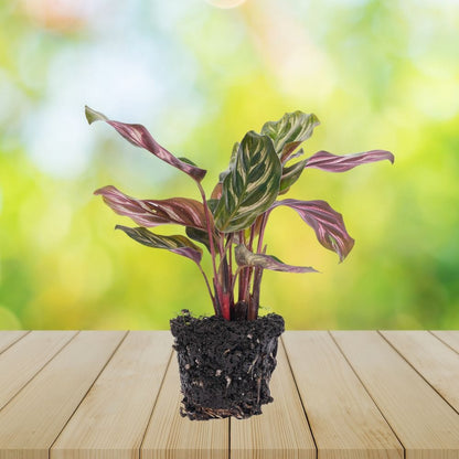 Plante Terrarium | Calathea Makoyana