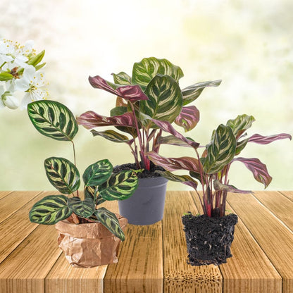 Plante Terrarium | Calathea Makoyana
