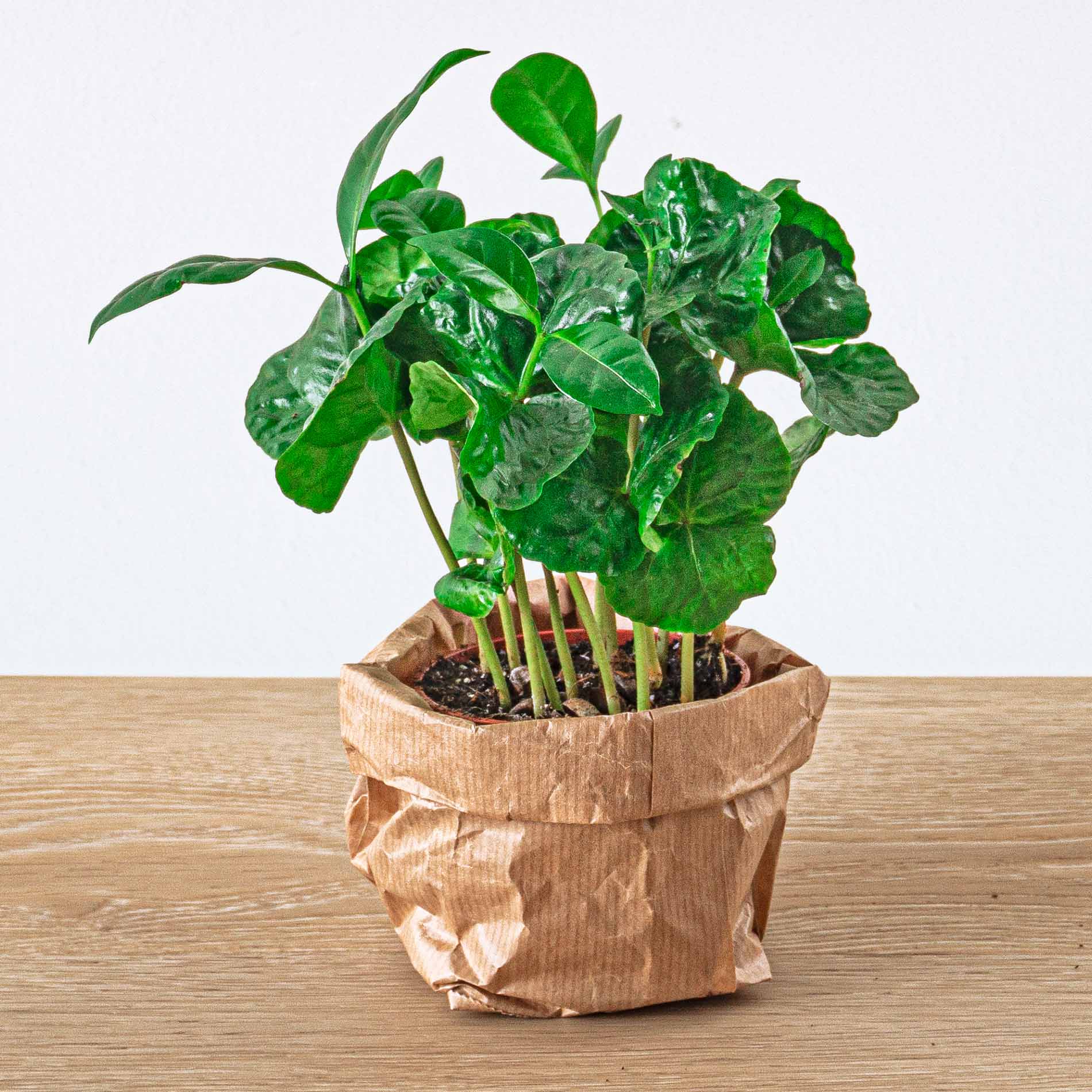 Plante Terrarium | Coffea Arabica