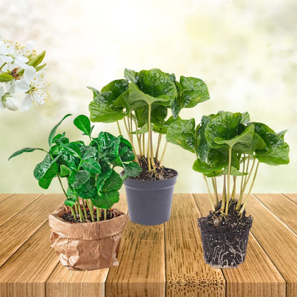 Plante Terrarium | Coffea Arabica