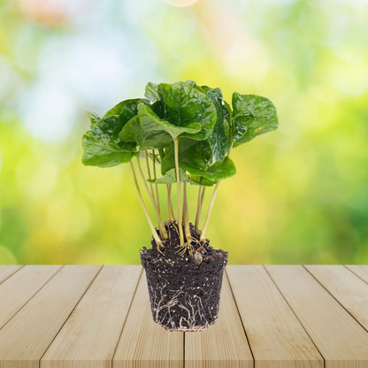 Plante Terrarium | Coffea Arabica