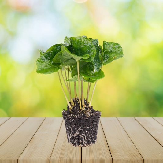 Plante Terrarium | Coffea Arabica