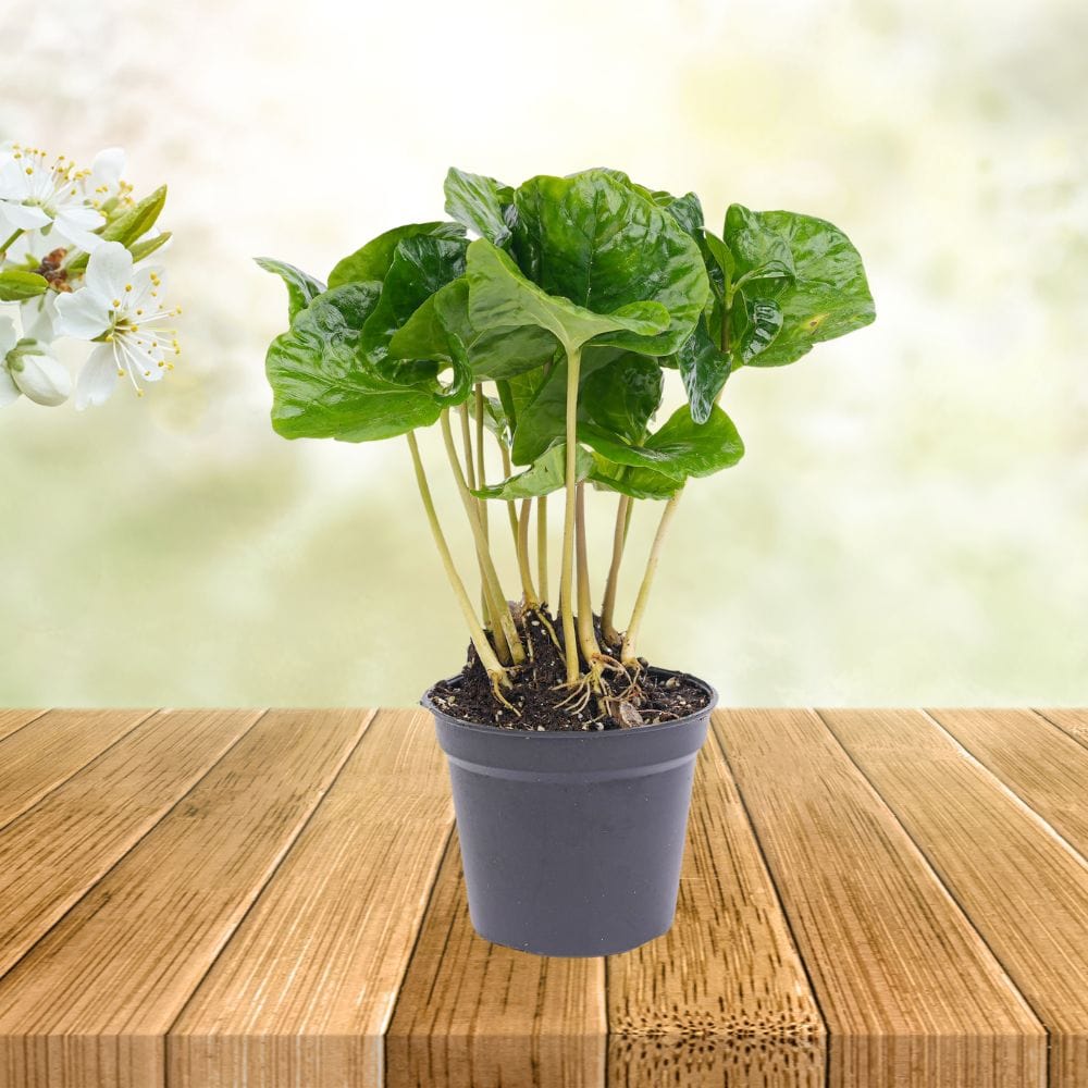 Plante Terrarium | Coffea Arabica