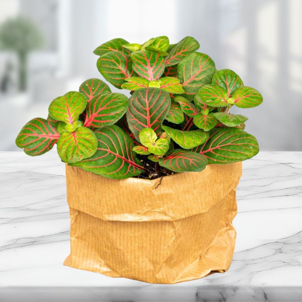 Plante Terrarium | Fittonia Bubble Red