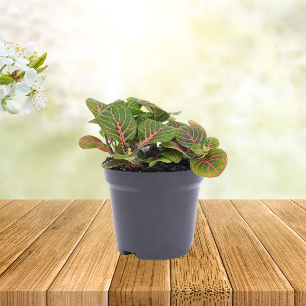 Plante Terrarium | Fittonia Bubble Red