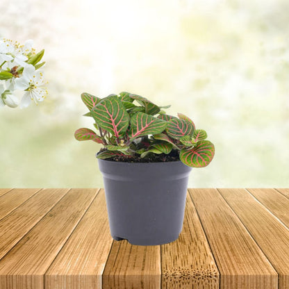 Plante Terrarium | Fittonia Bubble Red