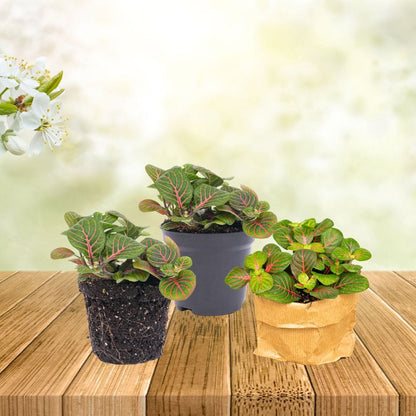 Plante Terrarium | Fittonia Bubble Red