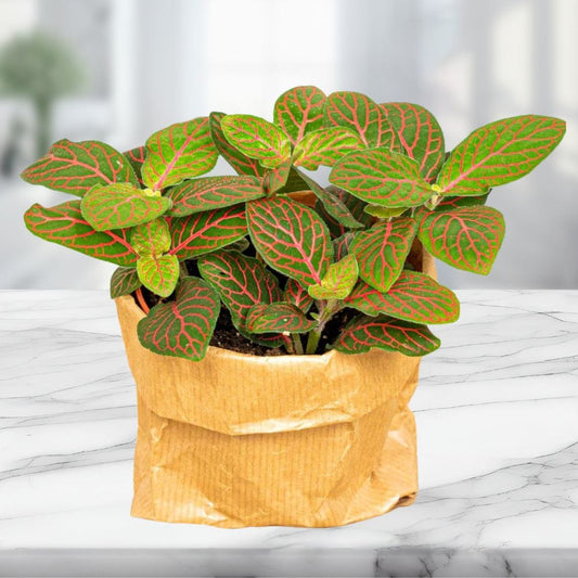 Plante Terrarium | Fittonia Joly Josan