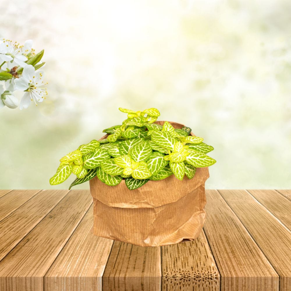 Plante Terrarium | Fittonia Joly Lemon