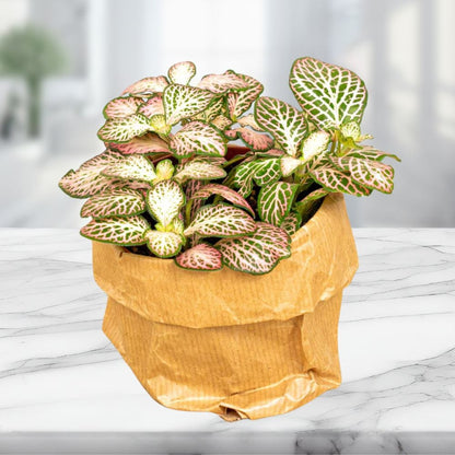 Plante Terrarium | Fittonia Pink Tiger