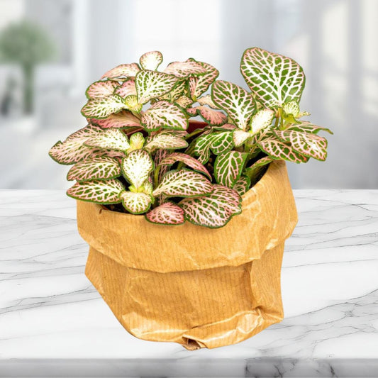 Plante Terrarium | Fittonia Pink Tiger