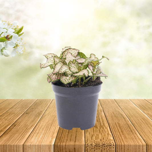 Plante Terrarium | Fittonia Pink Tiger