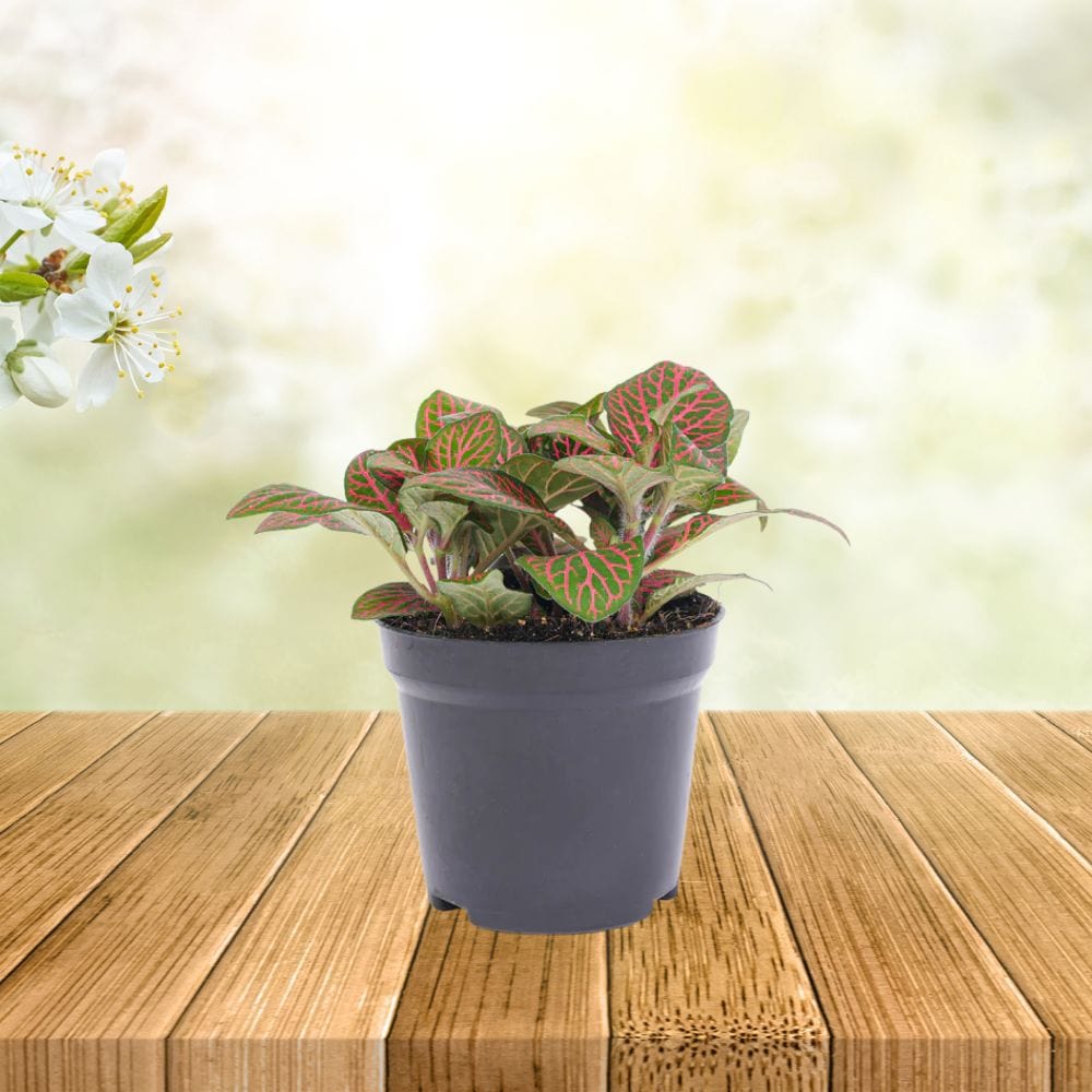 Plante Terrarium | Fittonia Rouge