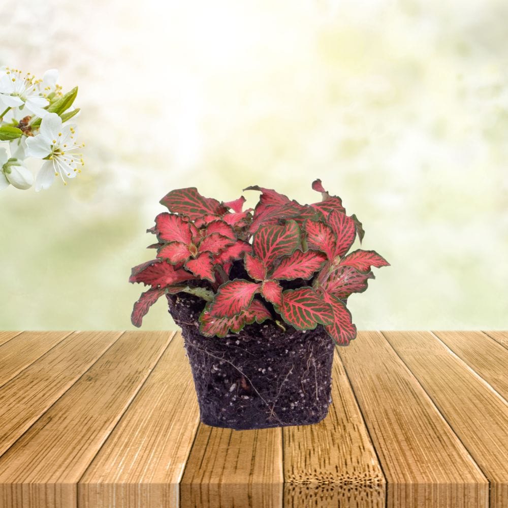Plante Terrarium | Fittonia Rouge