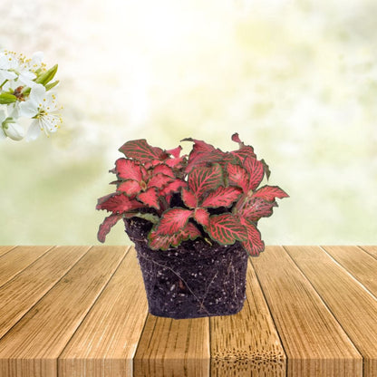 Plante Terrarium | Fittonia Rouge