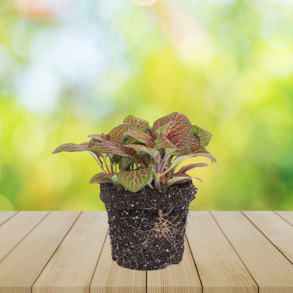 Plante Terrarium | Fittonia Rouge