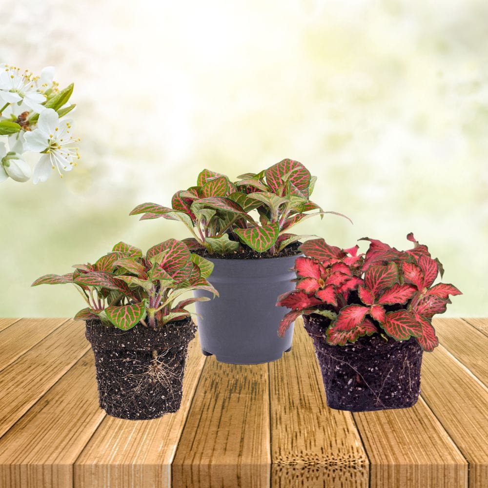 Plante Terrarium | Fittonia Rouge