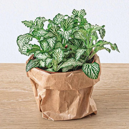 Plante Terrarium | Fittonia White Tiger