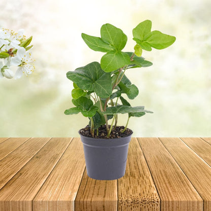 Plante Terrarium | Hedera Helix