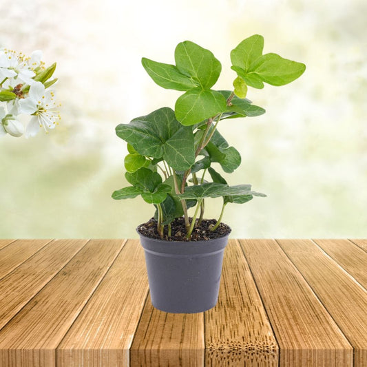 Plante Terrarium | Hedera Helix