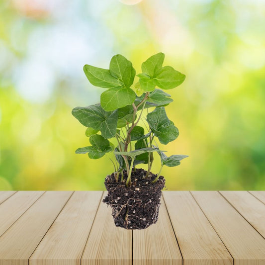 Plante Terrarium | Hedera Helix