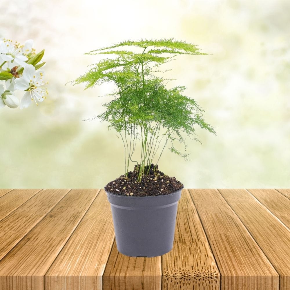Plante Terrarium | Mini-Fougère Asparagus Setaceus