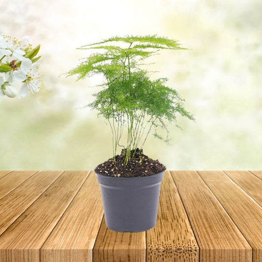 Plante Terrarium | Mini-Fougère Asparagus Setaceus