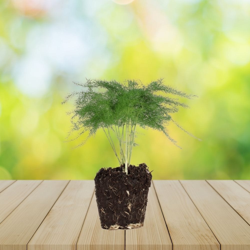 Plante Terrarium | Mini-Fougère Asparagus Setaceus