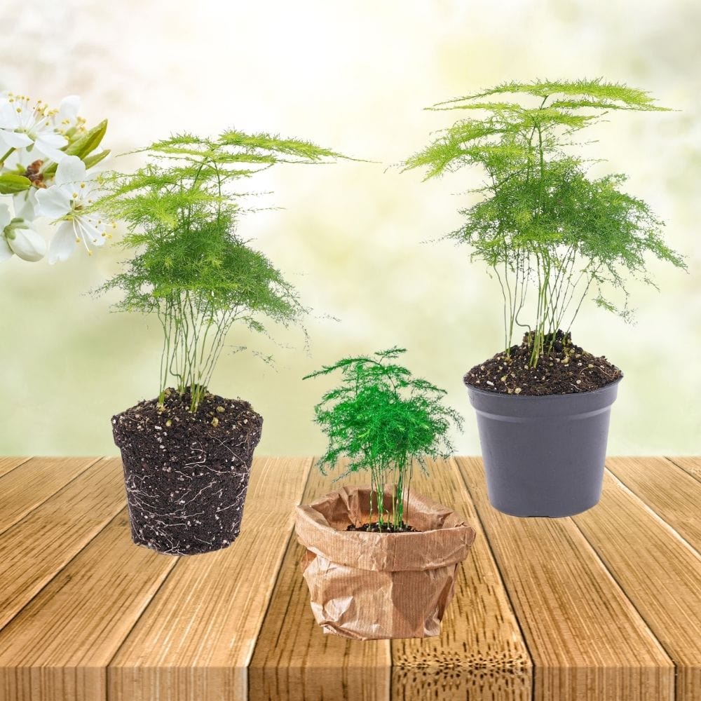 Plante Terrarium | Mini-Fougère Asparagus Setaceus