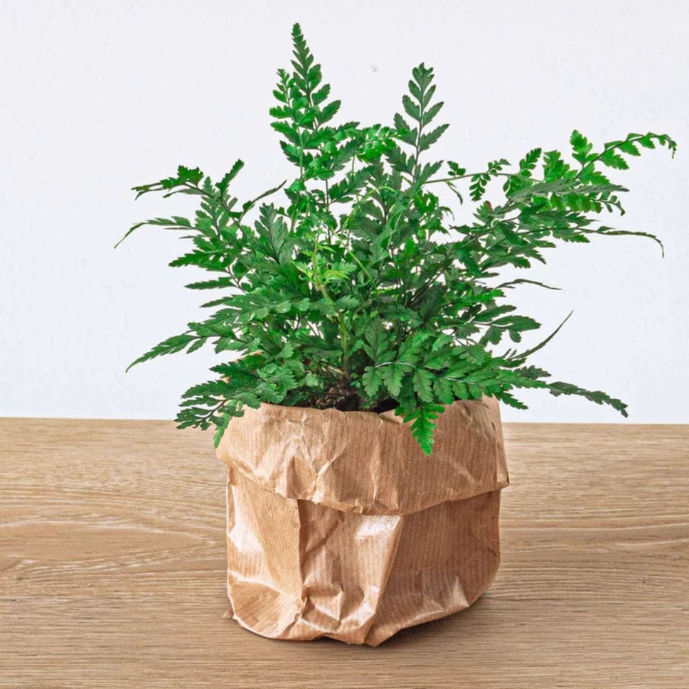 Plante Terrarium | Mini-Fougère Athyrium Spicatum