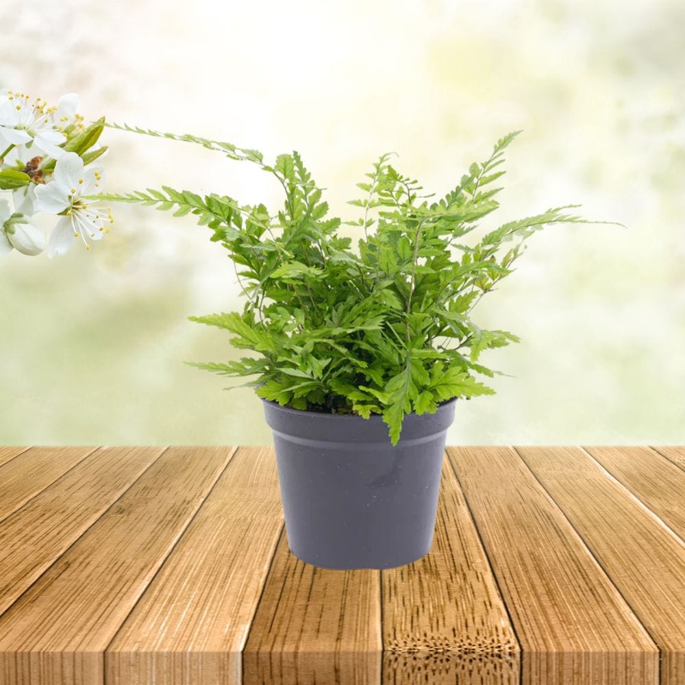 Plante Terrarium | Mini-Fougère Athyrium Spicatum