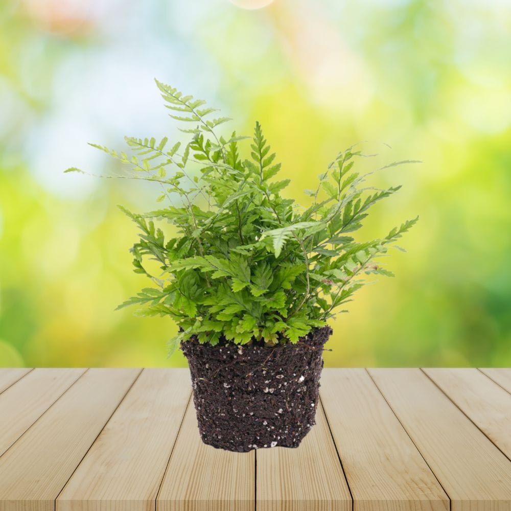 Plante Terrarium | Mini-Fougère Athyrium Spicatum