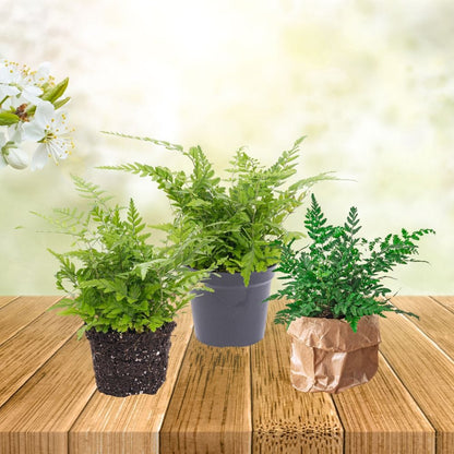 Plante Terrarium | Mini-Fougère Athyrium Spicatum