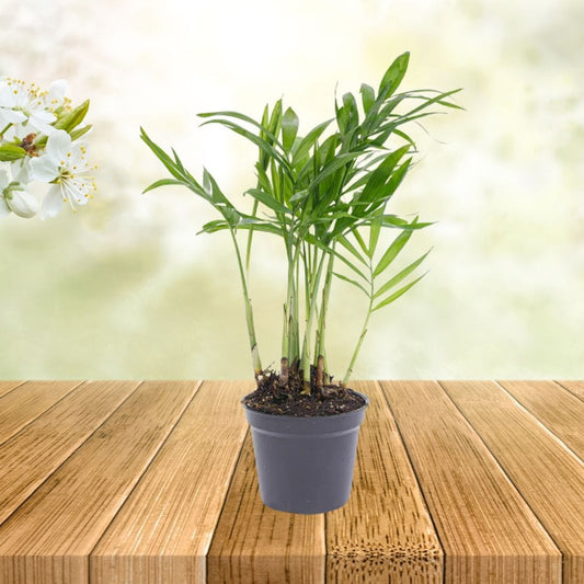 Plante Terrarium | Mini-Palmier Chamaedorea Elegans